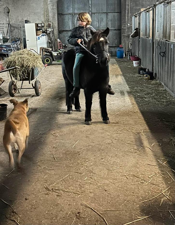 4 jarige ruin 114cm, Dieren en Toebehoren, Pony's, Ruin, Zadelmak, A pony (tot 1.17m), Recreatiepony, 3 tot 6 jaar, Gechipt, Ontwormd