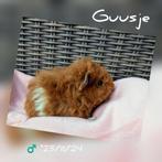 Super schattig baby US Teddy beertje, Guusje - adoptie, Dieren en Toebehoren, Mannelijk, Cavia, Tam