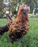 Ukkelse baardkriel jonge hen sierkip, Dieren en Toebehoren, Pluimvee, Vrouwelijk, Kip