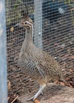 Lot kuiftinamoe ongesexed, Dieren en Toebehoren