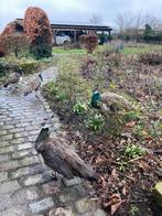 Jonge pauwen te 2 hanen en 1 hen geboren in juni 2025!