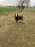 Schapen, Dieren en Toebehoren, Schapen, Geiten en Varkens, Vrouwelijk, Schaap, 0 tot 2 jaar