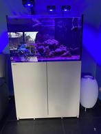 Zeeaquarium, Dieren en Toebehoren, Vissen | Aquaria en Toebehoren, Ophalen, Zo goed als nieuw, Gevuld zeewateraquarium