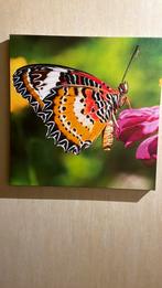 Canvas vlinder 38x38, Antiek en Kunst, Ophalen