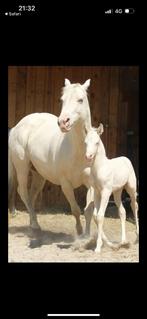 Paint hengst, Dieren en Toebehoren