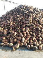 Voederbieten te koop, Dieren en Toebehoren, Paarden