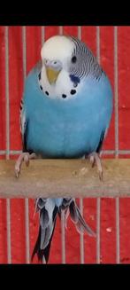 Grasparkieten, Geringd