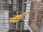Halsband parkieten, Dieren en Toebehoren, Vogels | Parkieten en Papegaaien
