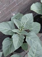 Gezonde prachtige doornappelplanten witte kleur in pot, Tuin en Terras, Planten | Tuinplanten, Ophalen