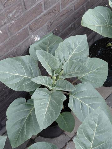 Gezonde prachtige doornappelplanten witte kleur in pot beschikbaar voor biedingen