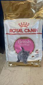 Royal Canin British Shorthair kitten (chaton), Chat