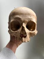 Svhedel mens skull, Diversen, Schoolbenodigdheden, Ophalen of Verzenden, Gebruikt