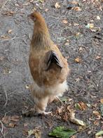 Brahma, Dieren en Toebehoren, Pluimvee