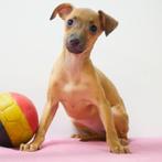 Italiaanse Windhond pup te koop (Belgisch), Dieren en Toebehoren, Honden | Windhonden, Teef, 8 tot 15 weken, België, Handelaar
