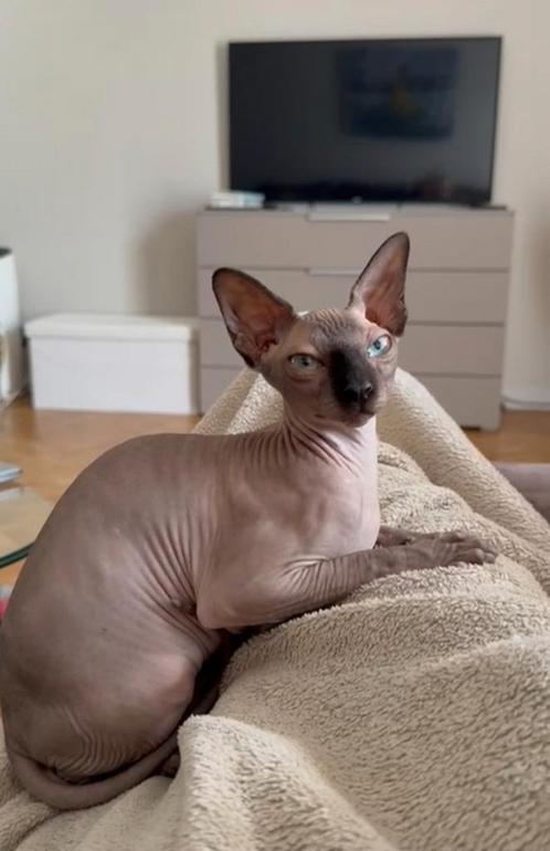 Sphynx meisjes, Dieren en Toebehoren, Katten en Kittens | Raskatten | Korthaar, Poes, 0 tot 2 jaar, Met stamboom, Gechipt, Ontwormd