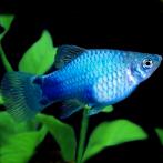 Platy bleu wagtail & neon bleu toxedo