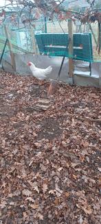 Kruising amrock en witte leghorn, Dieren en Toebehoren, Pluimvee, Mannelijk, Kip