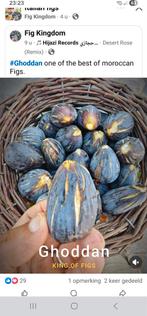 Ghoudanne (ghoddan) vijgenboompjes te koop, Enlèvement