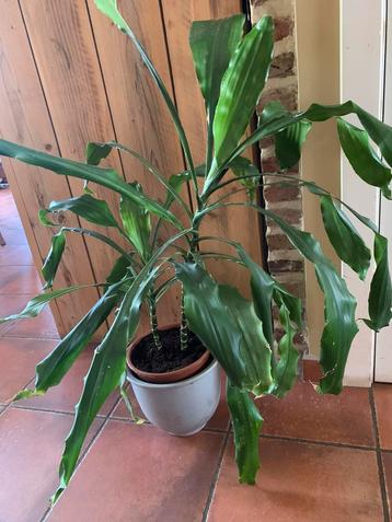 Binnen plant Dracaena ca. 1m beschikbaar voor biedingen