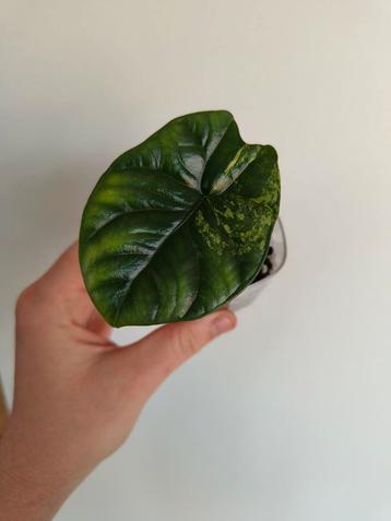 Alocasia Sinuata Aurea Variegata, Huis en Inrichting, Ophalen