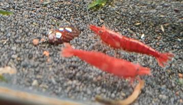 Hobbyaquarium vuurgarnalen red fire / mooi op kleur beschikbaar voor biedingen