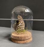 Hommel op raat in glazen stolpje, Enlèvement ou Envoi