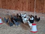 Legkippen sussex marans koekkoek, Dieren en Toebehoren