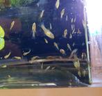 GUPPIES   +  PLANTES