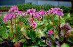 Vaste planten ; Schoenlappersplant / Canadese guldenroede, Ophalen, Lente, Vaste plant, Bodembedekkers