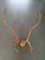 Hertengewei, Verzamelen, Dierenverzamelingen, Ophalen, Hert