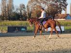 Te koop: 6-jarige dressuurmerrie, Dieren en Toebehoren, Merrie, Gechipt, Niet van toepassing, Dressuurpaard