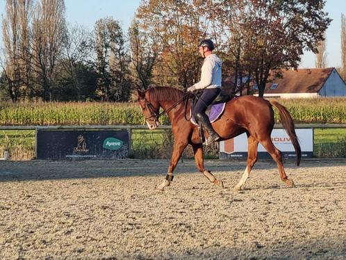 Te koop: 6-jarige dressuurmerrie, Dieren en Toebehoren, Paarden, Merrie, Niet van toepassing, 165 tot 170 cm, 3 tot 6 jaar, Dressuurpaard