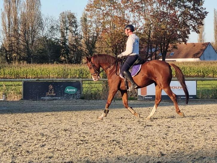 Te koop: 6-jarige dressuurmerrie, Dieren en Toebehoren, Paarden, Merrie, Niet van toepassing, 165 tot 170 cm, 3 tot 6 jaar, Dressuurpaard