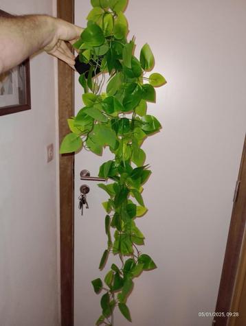 1 EURO kunstplant van het type philodendron beschikbaar voor biedingen