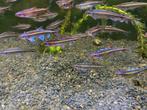 Notropis Chrosomus ca. 4 cm eerste beginnen te kleuren, Dieren en Toebehoren, Vissen | Vijvervissen, Overige soorten
