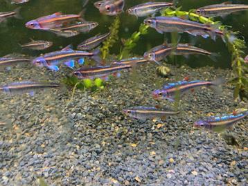 Notropis Chrosomus ca. 4 cm eerste beginnen te kleuren beschikbaar voor biedingen