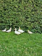 Hollandse kwakers nest van 5. Witte, Dieren en Toebehoren