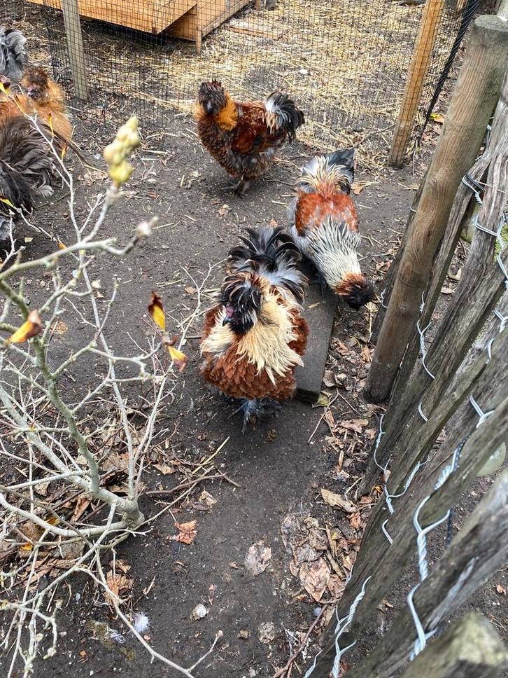 Krulveer en zijdehoen haantjes, Dieren en Toebehoren, Pluimvee, Kip, Mannelijk