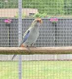 mooie, jonge bleekkoprosella's, Dieren en Toebehoren, Vogels | Parkieten en Papegaaien, Geringd