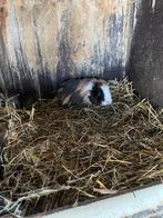 Peruvian mannetje, Dieren en Toebehoren, Knaagdieren, December, Cavia