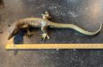 Lezard bronze, Antiquités & Art, Antiquités | Bronze & Cuivre, Enlèvement ou Envoi, Bronze
