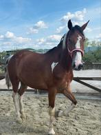 Te koop 3 jarige ruin, Dieren en Toebehoren, Paarden, Ruin, Onbeleerd, Minder dan 160 cm, 3 tot 6 jaar