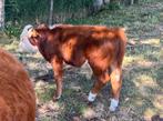 Hereford, Dieren en Toebehoren, Mannelijk, 0 tot 2 jaar