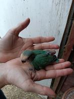 Agapornis roseicolli, Dieren en Toebehoren, Vogels | Parkieten en Papegaaien, Geslacht onbekend, Dwergpapegaai of Agapornis, Geringd