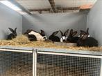 Groot lotharinger/ reuzevlinder, Meerdere dieren, Groot, 0 tot 2 jaar