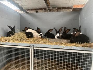 Groot lotharinger/ reuzevlinder beschikbaar voor biedingen