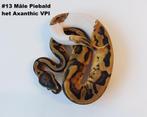 Python regius piebald het axanthic VPI, Animaux & Accessoires, Reptiles & Amphibiens, Serpent, 0 à 2 ans