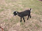geiten, Dieren en Toebehoren, Schapen, Geiten en Varkens, Meerdere dieren, Geit
