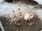 Leghorn hanen, Dieren en Toebehoren, Mannelijk, Kip