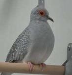 Diamantduiven, Dieren en Toebehoren, Vogels | Duiven, Meerdere dieren, Overige soorten